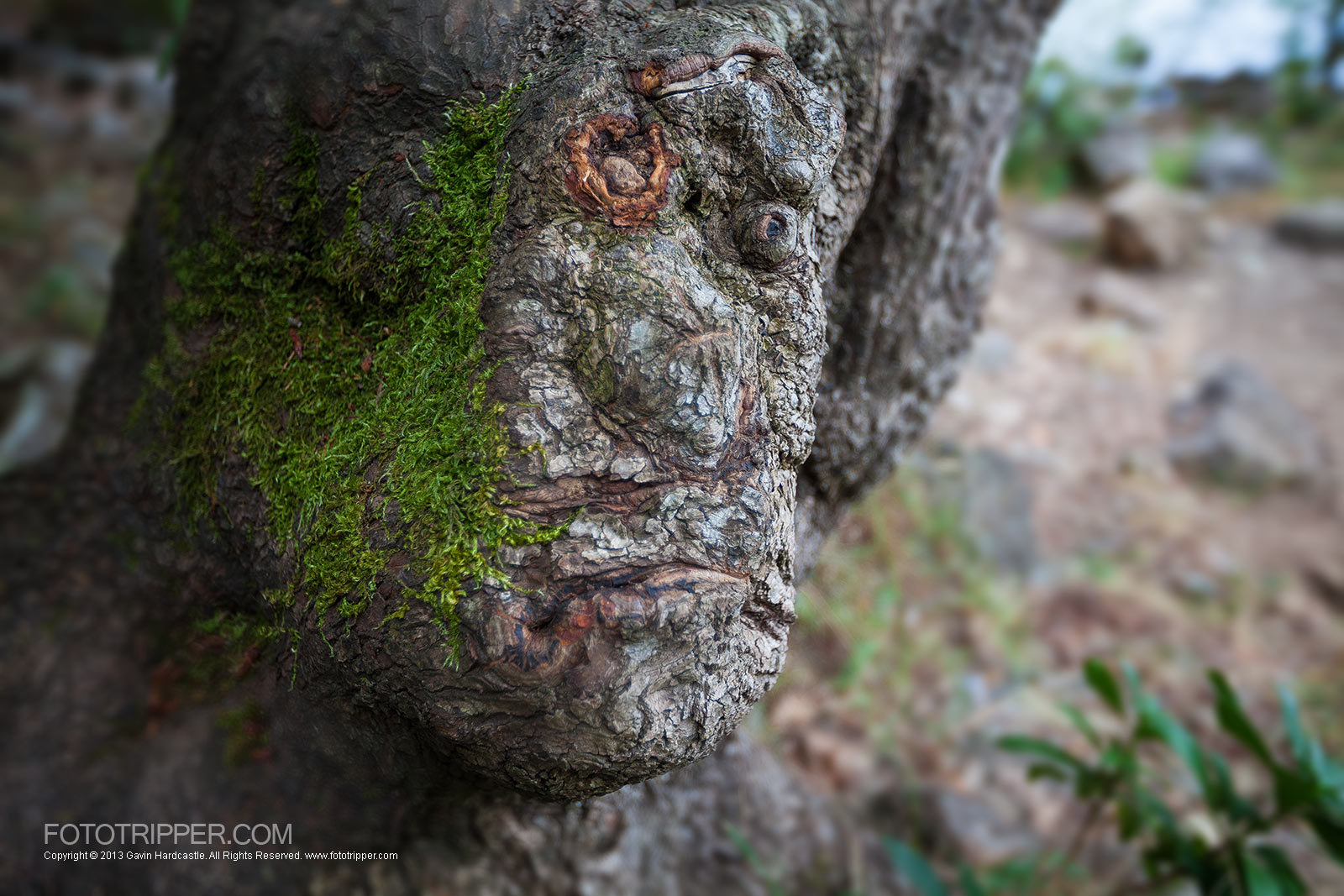 Colliery Dam Photography Tips - Old Man Tree