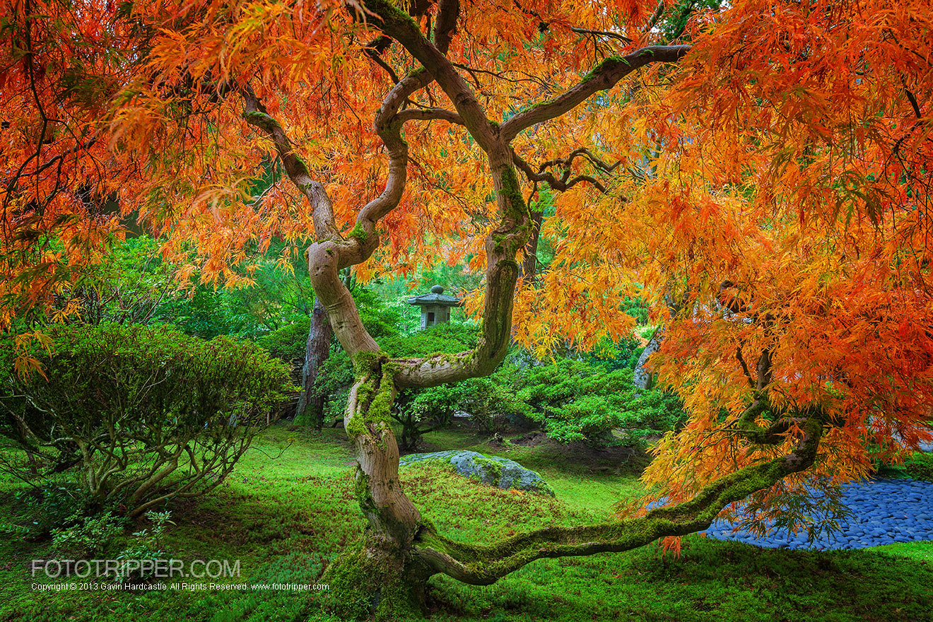 The Maple Trees of Portland Japanese Garden