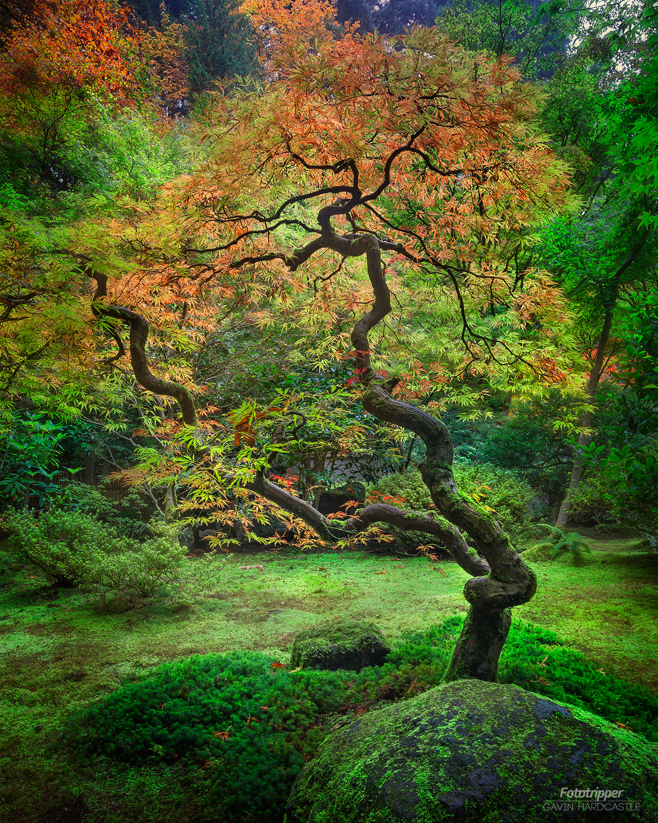 How to Photograph Portland Japanese Gardens