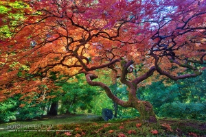 Portland Japanese Garden Oregon