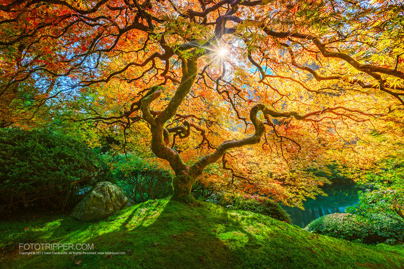 A Bright Future - Portland Japanese Gardens