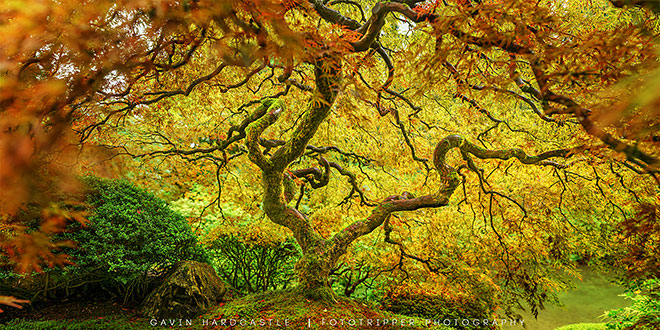 High resolution panorama photography of portland japanese garden