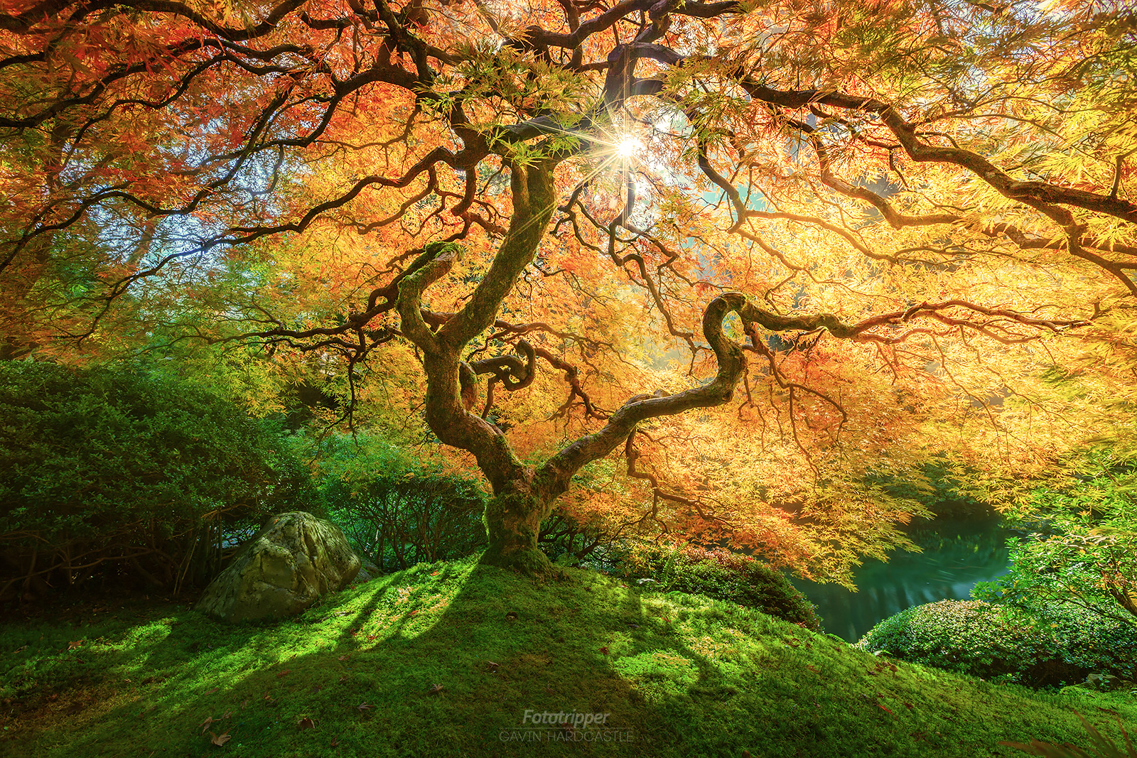 A Bright Future - Portland Japanese Garden