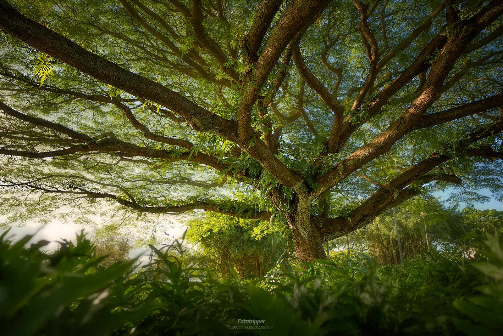 Far reaching. Гавин дерево. Gavin Hardcastle photograph. Scotland Woods.