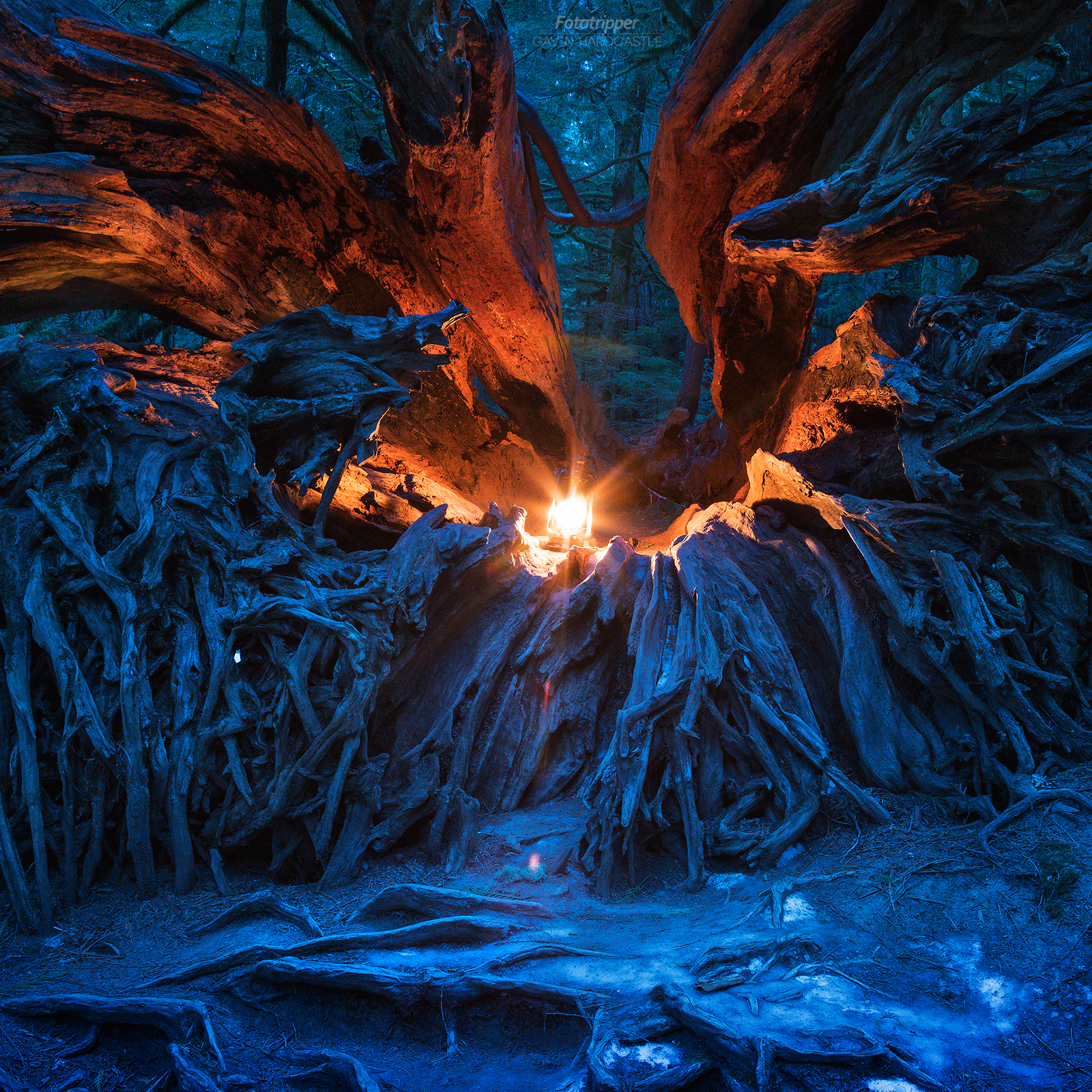 Cathedral Grove, Vancouver Island