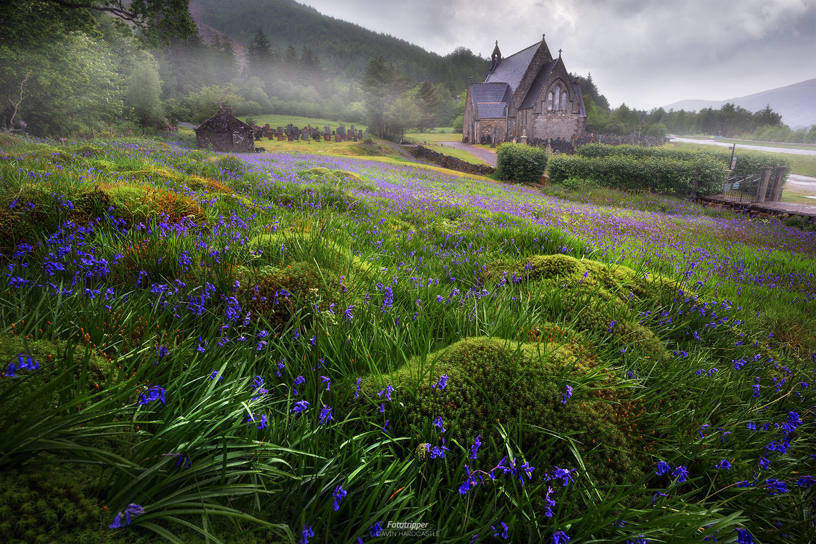 Carpet of Bluebells - Ballachulish, Scotland