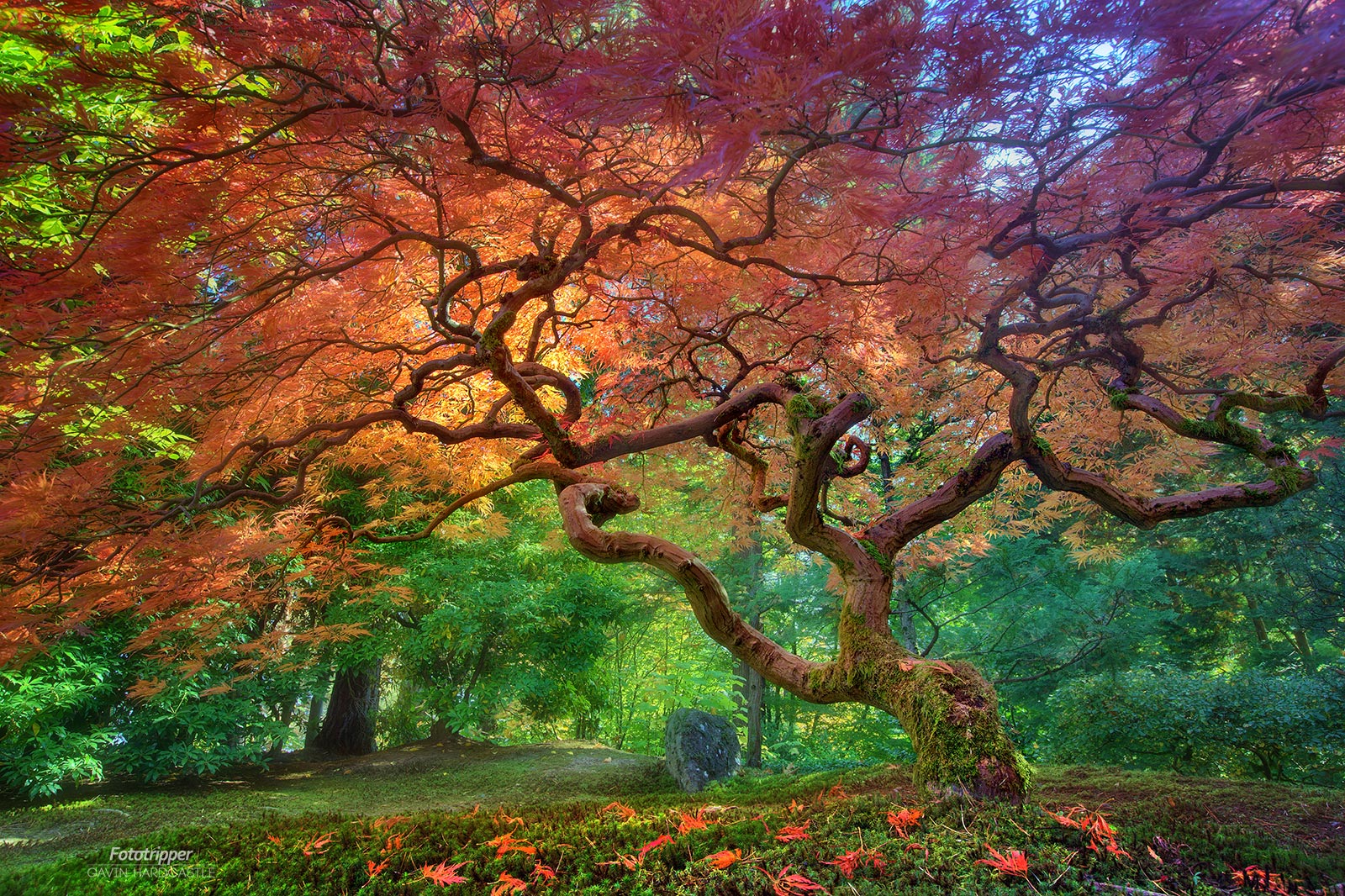 Portland Japanese Garden Photography Guide